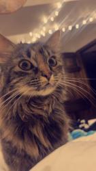Reunited Female Cat last seen 58th & 1st ave South, Minneapolis, MN 55419