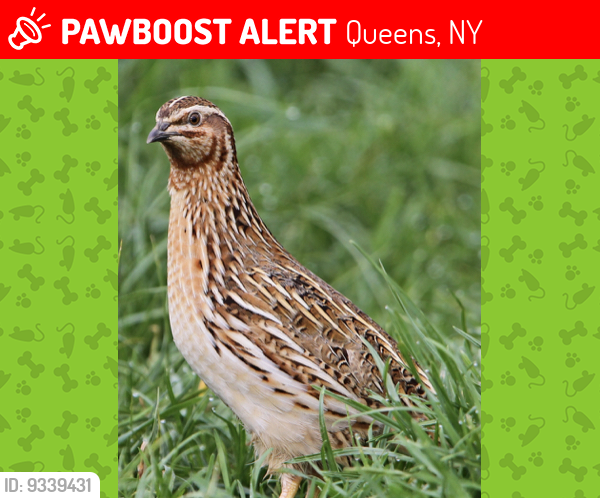 Lost Unknown Bird last seen 82st 25av , Queens, NY 11369