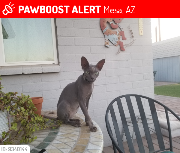 Lost Male Cat last seen corner of 104th. St. and Bramble Ave, Mesa, AZ 85208