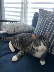 Lost Male Cat last seen W Country Club Dr N, Manatee County, FL 34243