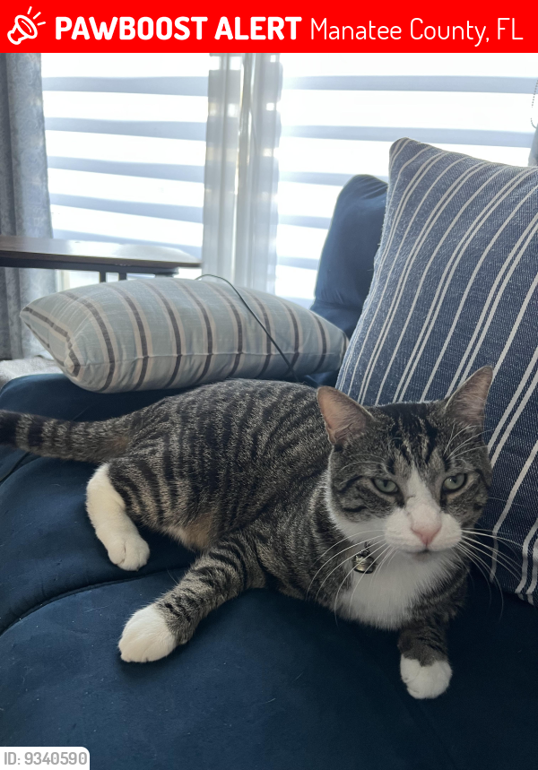 Lost Male Cat last seen W Country Club Dr N, Manatee County, FL 34243