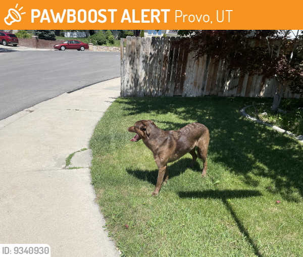 Provo, UT Stray Male Dog Found Near Cinnamon Hills Drive, Provo PawBoost