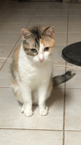 Lost Female Cat last seen Suzanne court, Beaumont, TX 77706