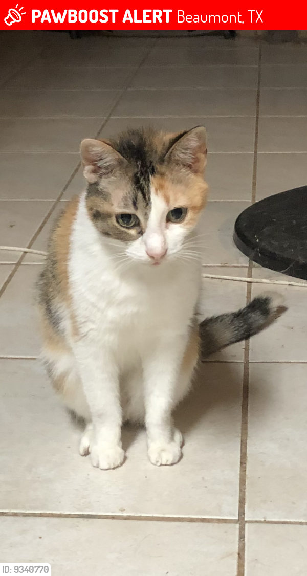 Lost Female Cat last seen Suzanne court, Beaumont, TX 77706