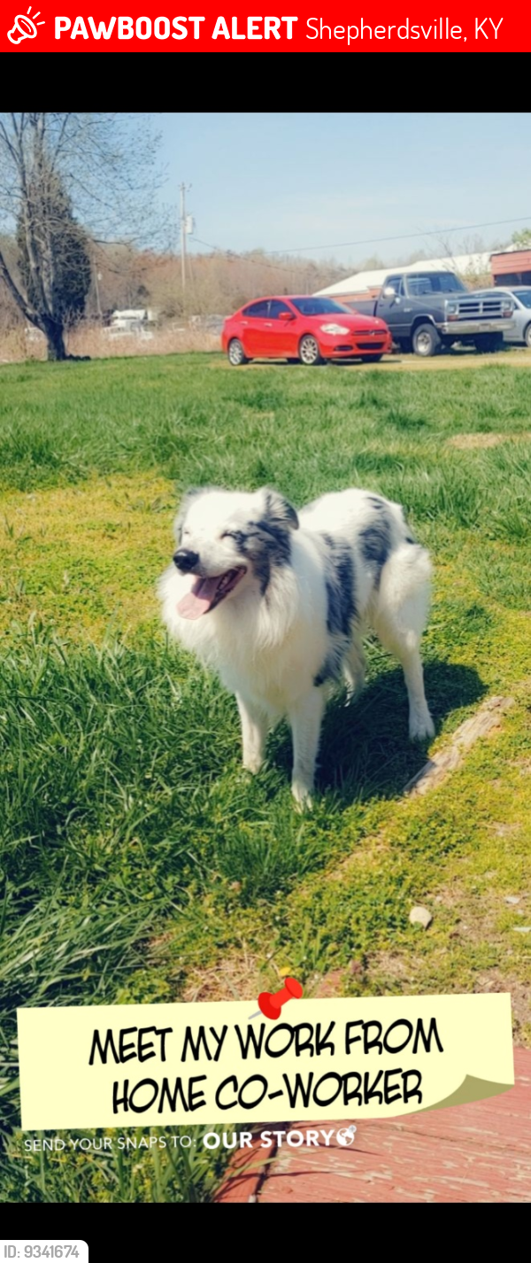 Lost Male Dog last seen Coral ridge rd and blue lick, Shepherdsville, KY 40165