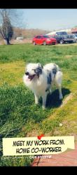 Lost Male Dog last seen Coral ridge rd and blue lick, Shepherdsville, KY 40165
