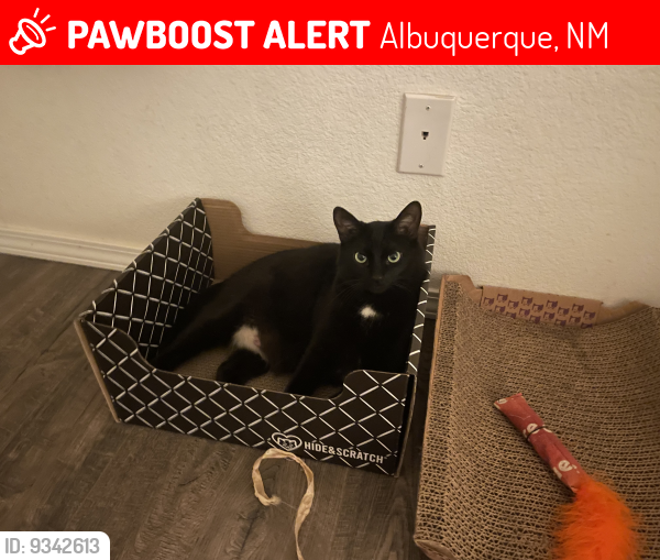 Lost Female Cat last seen Palomas Ave , Albuquerque, NM 87122
