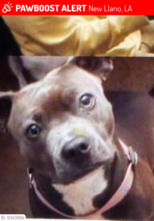 Lost Female Dog last seen Mona Lisa apmts , New Llano, LA 71461