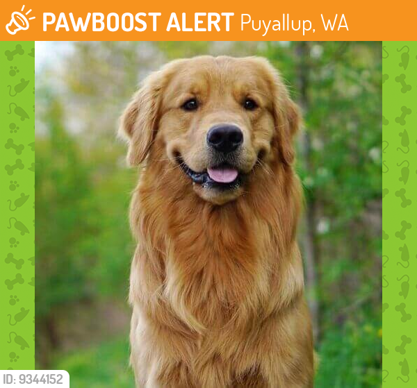 Found/Stray Male Dog last seen 153327thstnw, Puyallup, WA 98371