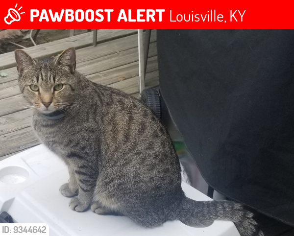 Lost Male Cat last seen Del Maria Way & Canonero Way, Fern Creek, KY, Louisville, KY 40291
