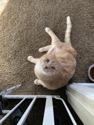 Lost Female Cat last seen Near s 4275 w, Roy Utah , Roy, UT 84067