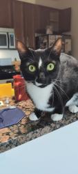 Lost Male Cat last seen Near Horner Rd, Woodbridge, VA 22191, Woodbridge, VA 22191
