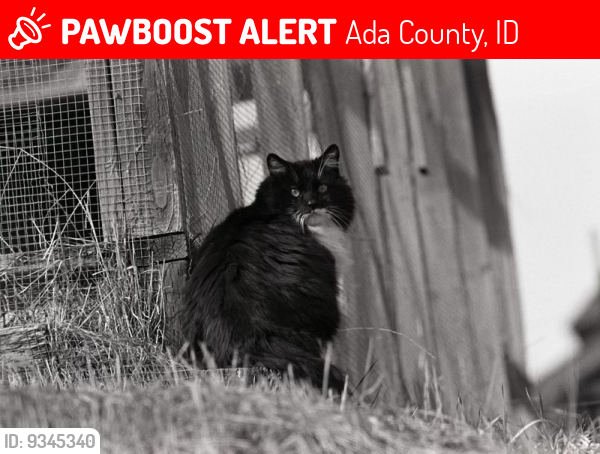 Lost Male Cat last seen W. Brookside Lane near the end, Ada County, ID 83714