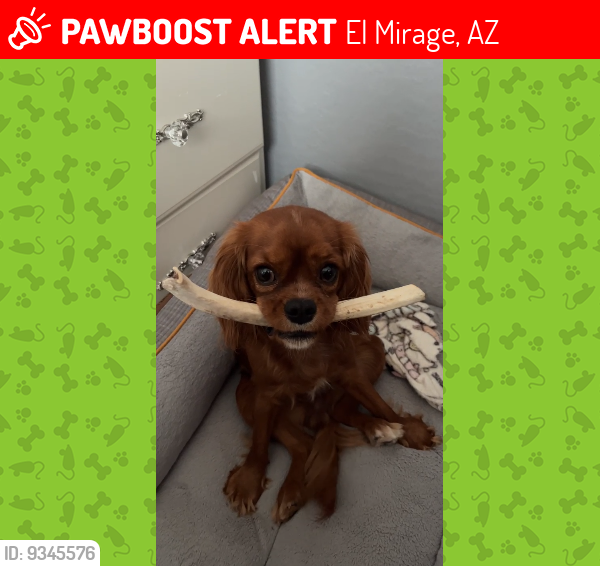 Lost Female Dog last seen 125th Drive, El Mirage, AZ 85335