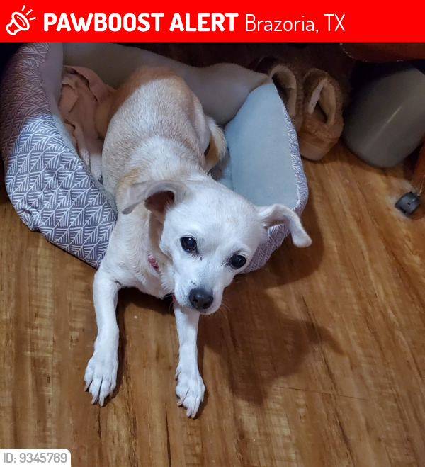 Lost Female Dog last seen Near Yerby St, Brazoria, TX 77422, Brazoria, TX 77422