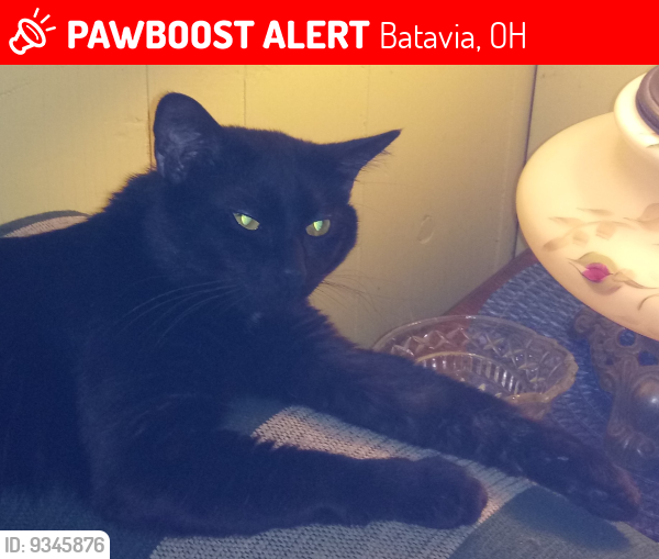 Lost Male Cat last seen Riverside and spring batavia ohio, Batavia, OH 45103