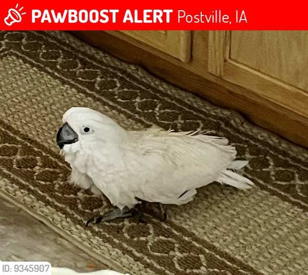 Lost Unknown Bird last seen Was given away without the rescue’s permission , Postville, IA 52162