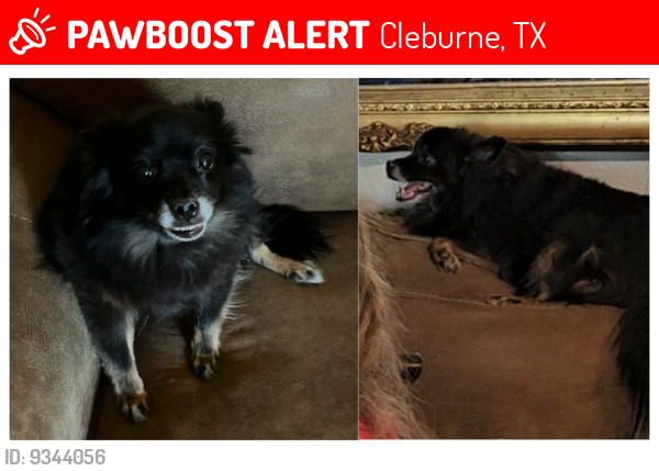 Lost Female Dog last seen US-67 & Weeks Road, Cleburne, TX  76031, Cleburne, TX 76031