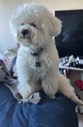 Lost Male Dog last seen Paradise hills, San Diego, CA 92139