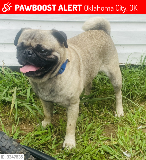 Lost Male Dog last seen Near S Harvey ave 73109, Oklahoma City, OK 73109