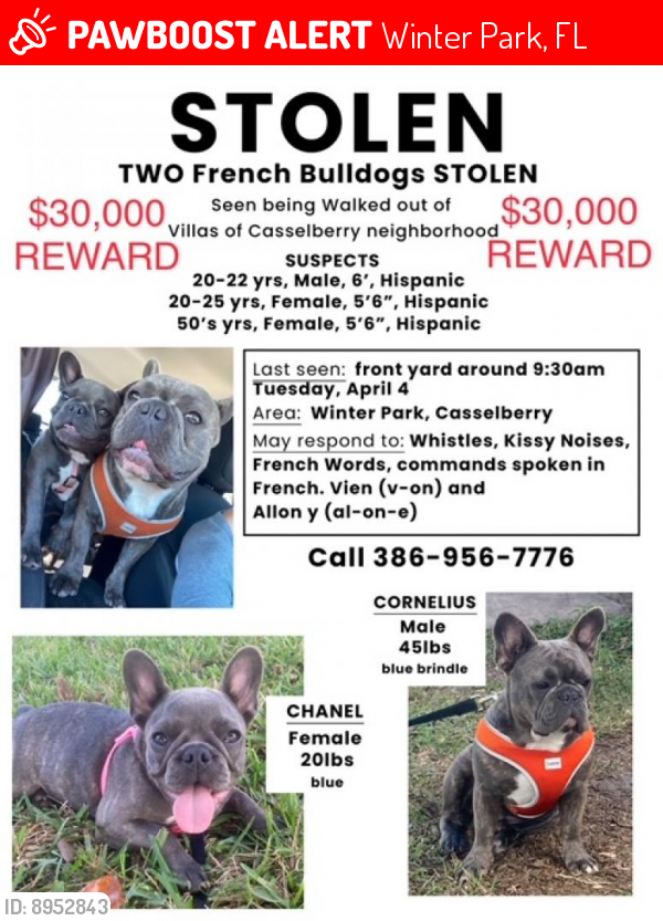 Lost Female Dog last seen Near & Howell Branch Rd, Winter Park, FL 32792