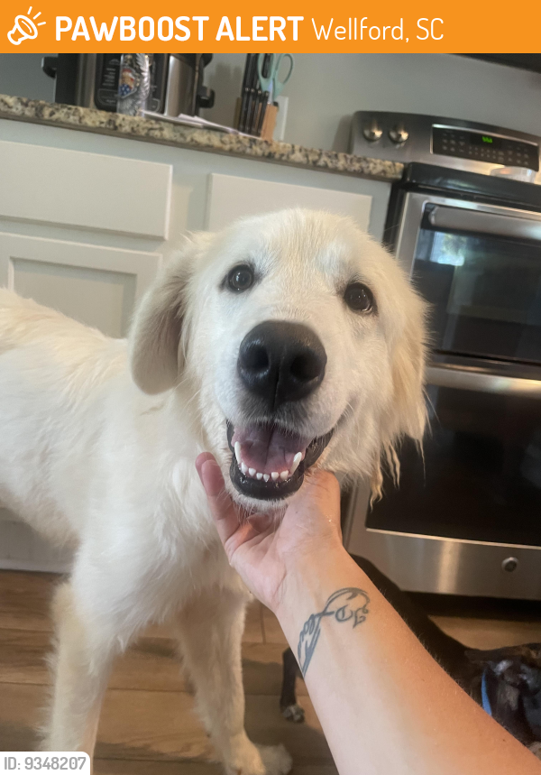 Wellford, SC Stray Female Dog Found Near Near S & Greenville Hwy