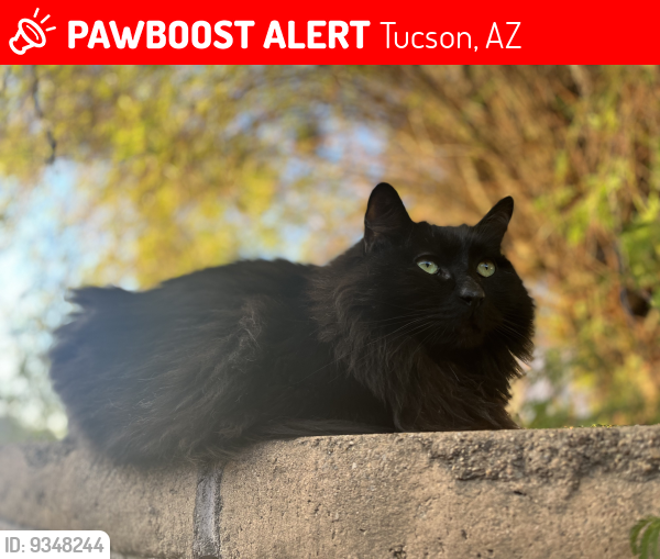 Lost Male Cat last seen Oracle and Rudasil, Tucson, AZ 85704