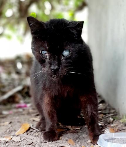 Lost Male Cat last seen University of Miami, Coral Gables, FL 33146