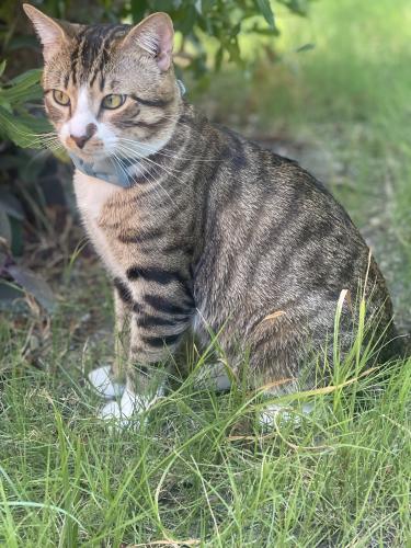 Lost Male Cat last seen Near Farm Creek Cove, Hutto, TX, Hutto, TX 78634