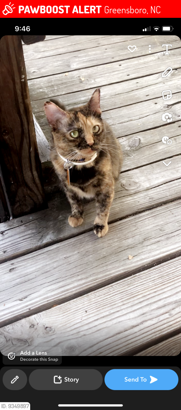 Greensboro, NC Lost Female Cat, Honey Is Missing | PawBoost