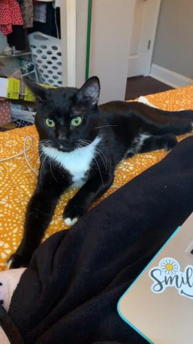 Lost Male Cat last seen Mission Rd, White Rd , Tallahassee, FL 32304
