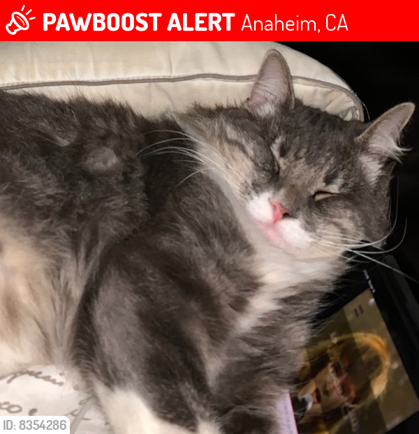 Lost Male Cat last seen Near S Mancos Pl, Anaheim. 92906, Anaheim, CA 92806