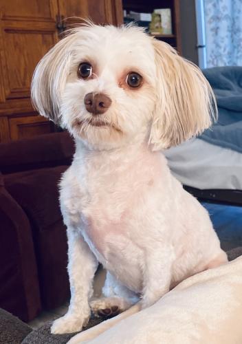 Lost Female Dog last seen 7th Avenue & 175th Ave NW, Andover, MN 55304