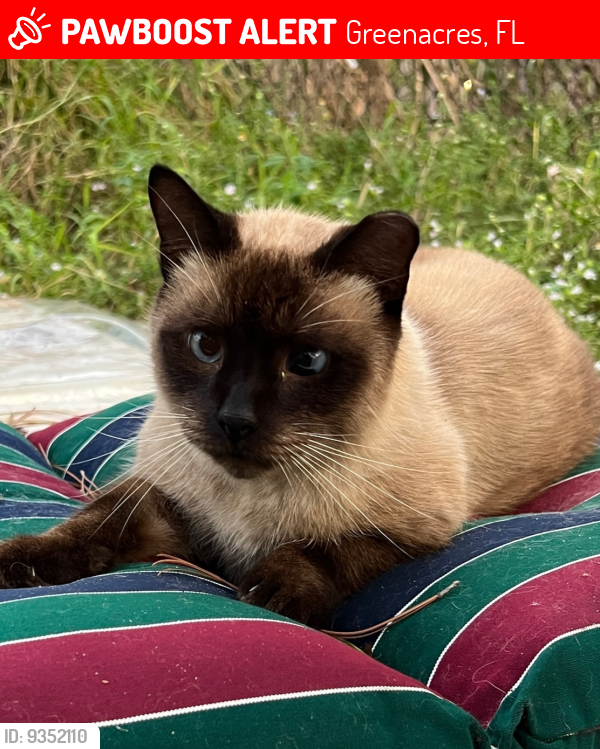 Lost Male Cat last seen Greenacres Freedom Park, Greenacres, FL 33413