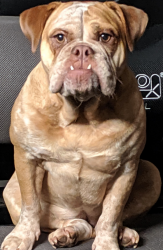 Lost Female Dog last seen Old Oak Lane and Stoney Creek Drive, Lincolnton, NC 28092