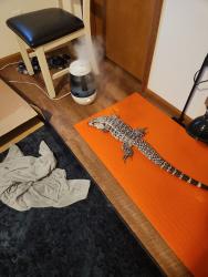 Lost Male Reptile last seen Ginseng Place and Tamarack Drive , Corvallis, OR 97330