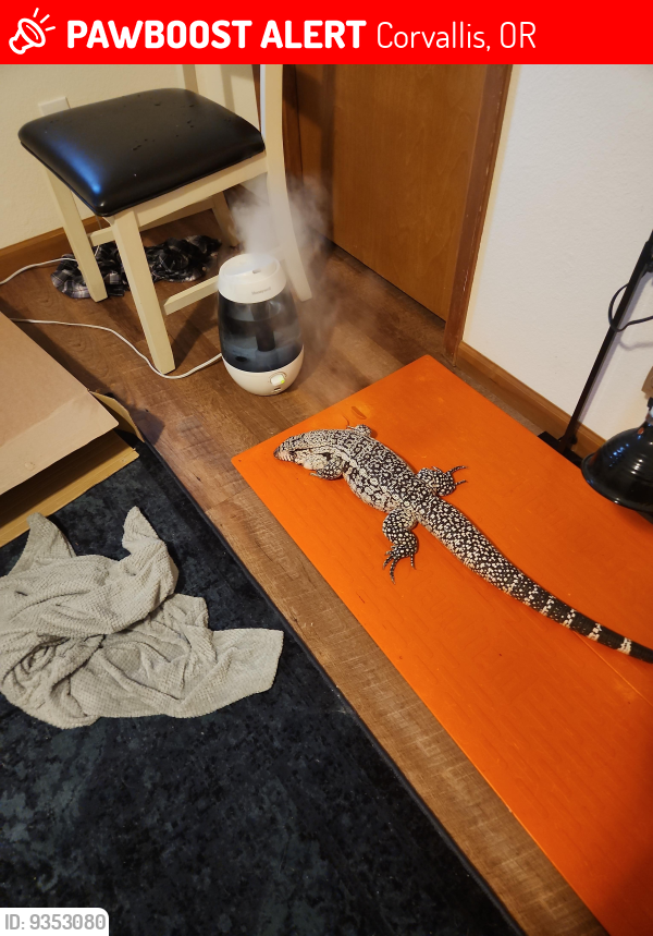 Lost Male Reptile last seen Ginseng Place and Tamarack Drive , Corvallis, OR 97330