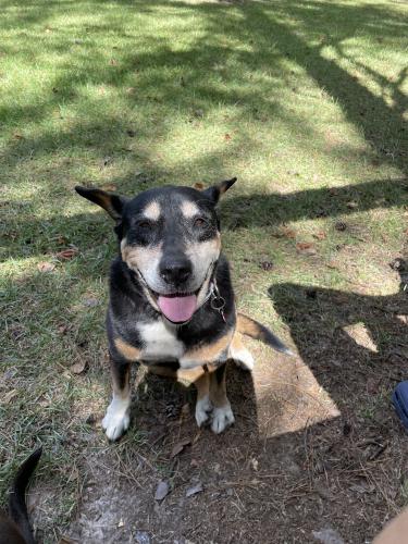 Lost Female Dog last seen Chaires Cross , Leon County, FL 32317
