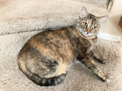 Lost Female Cat last seen Near meridian st. Chino, CA 91708, Chino, CA 91708