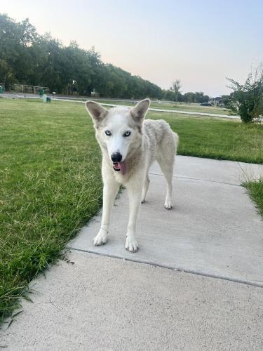 Lost Dog Mixed Breed in TERRELL, TX - Lost My Doggie