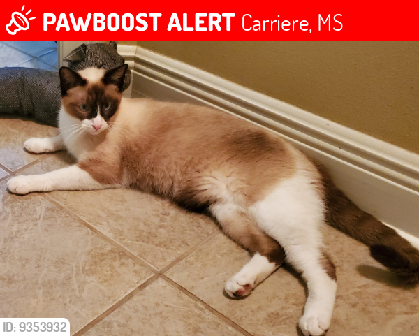 Lost Male Cat last seen Front of North Hill subdivision , Carriere, MS 39426