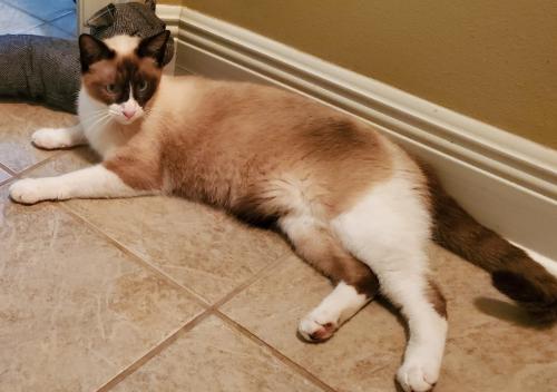 Lost Male Cat last seen Front of North Hill subdivision , Carriere, MS 39426