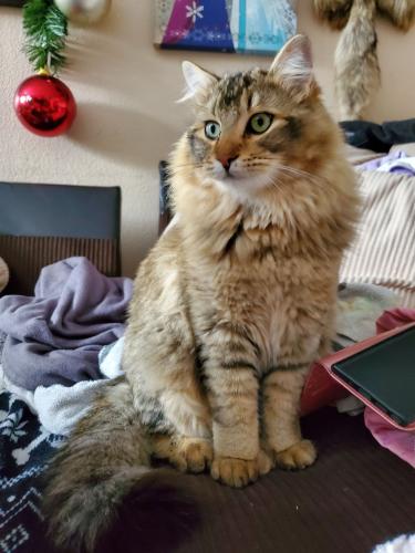 Lost Male Cat last seen Midland and West Holland Avenue, Nampa, ID 83651