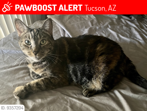 Lost Female Cat last seen Oracle and Rudasil, Tucson, AZ 85704