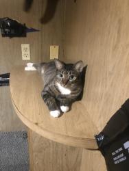 Reunited Female Cat last seen Richards Dr NE near Palm Bay Road, Palm Bay, FL 32905