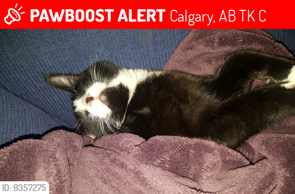 Lost Male Cat last seen Hunterview DR and 78 Ave NW, Calgary, AB T2K 5C9