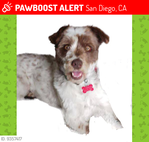 Lost Male Dog last seen Rosecrans , San Diego, CA 92110