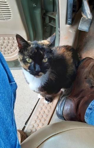Lost Female Cat last seen Intersection of Parkwood Rd and Birchwood Trail Snellville , Snellville, GA 30078