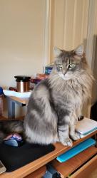 Lost Male Cat last seen Hammett Bridge Rd and Circle Dr, Greer, SC 29650