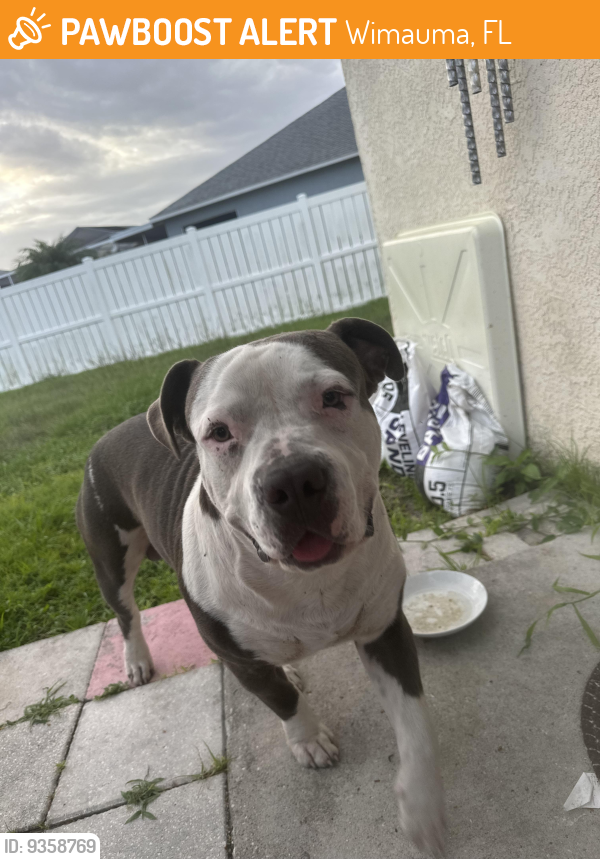 Wimauma, FL Stray Male Dog Found Near Rt 301 PawBoost